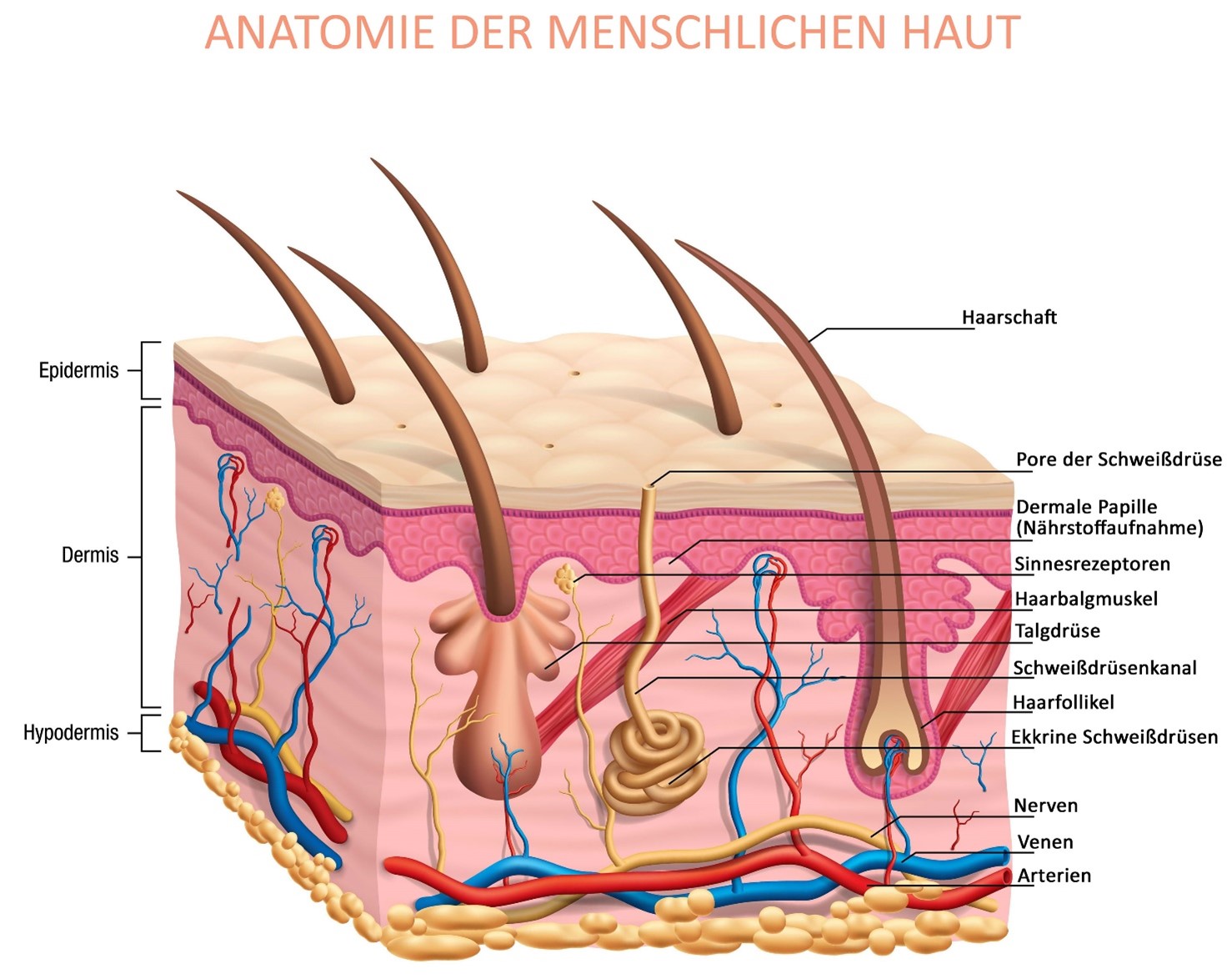 Anatomie der menschlichen Haut