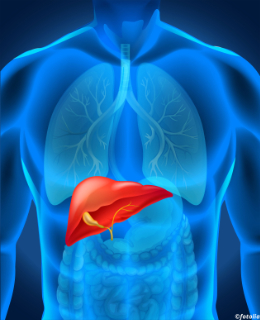 Leber und Pankreas mC