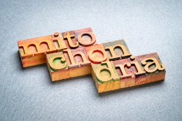Mitochondrien