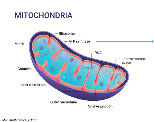 Mitochondria xs