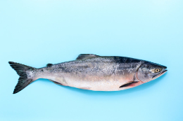 Fisch auf blauem Hintergrund xs
