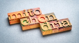 Teil 2 | Chronisch müde – Mitochondrien  (03.12.2025 Webinar)